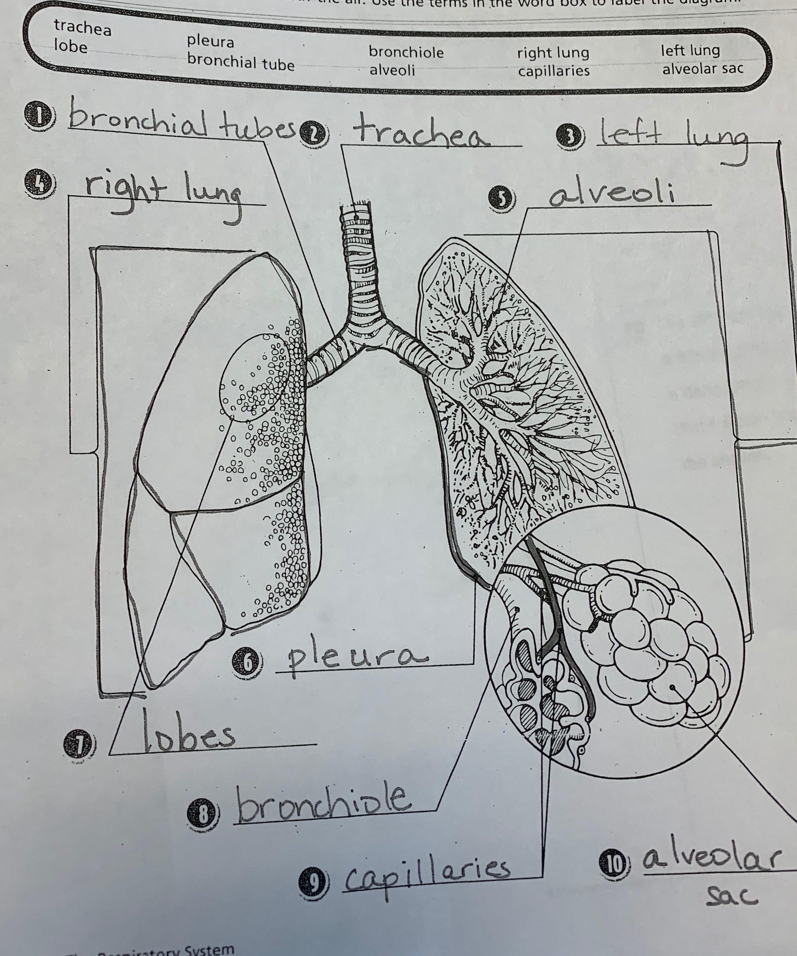 Science Notes - 4th Grade